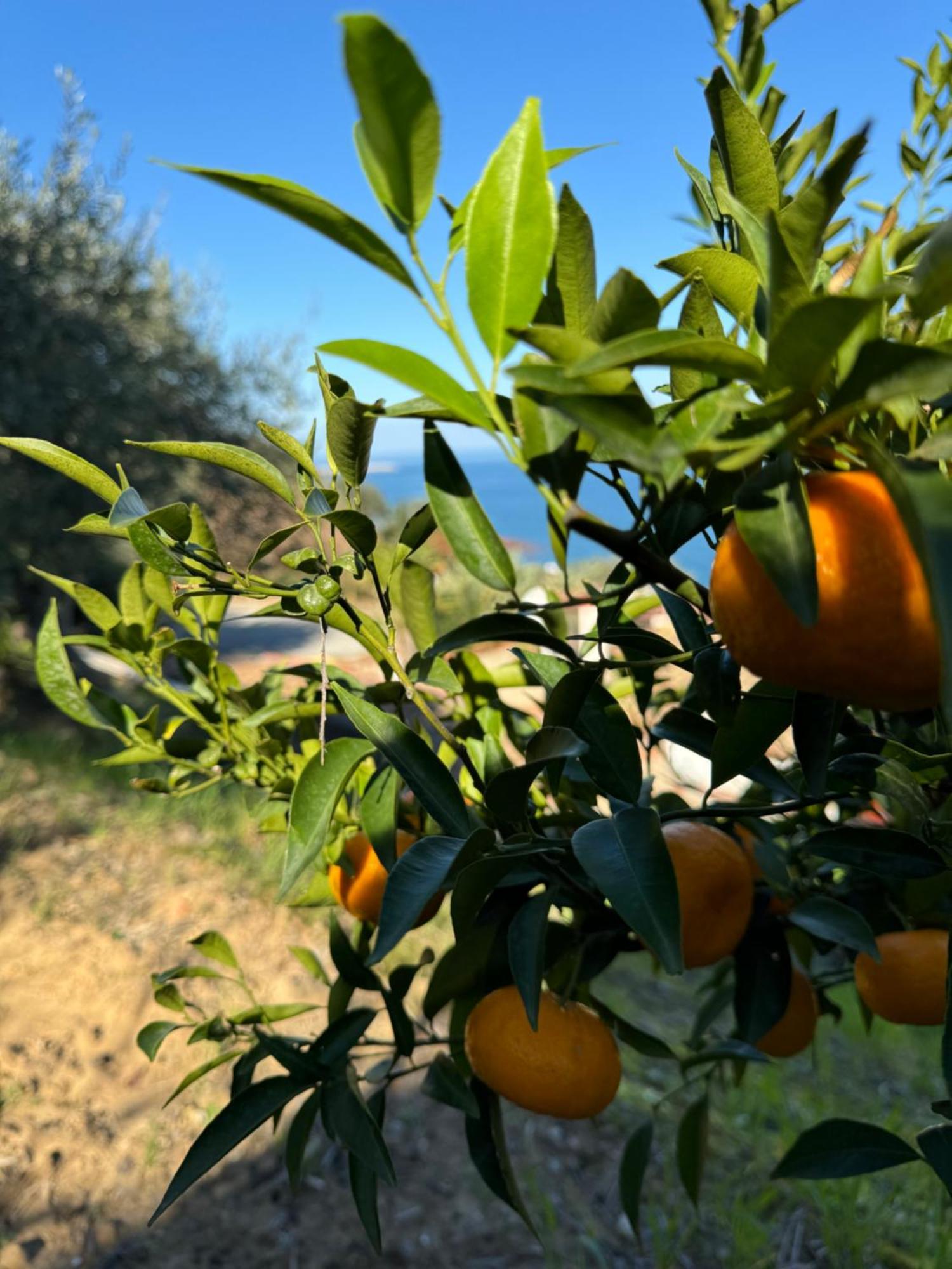 مبيت وإفطار تْشيفالو Mareblu المظهر الخارجي الصورة