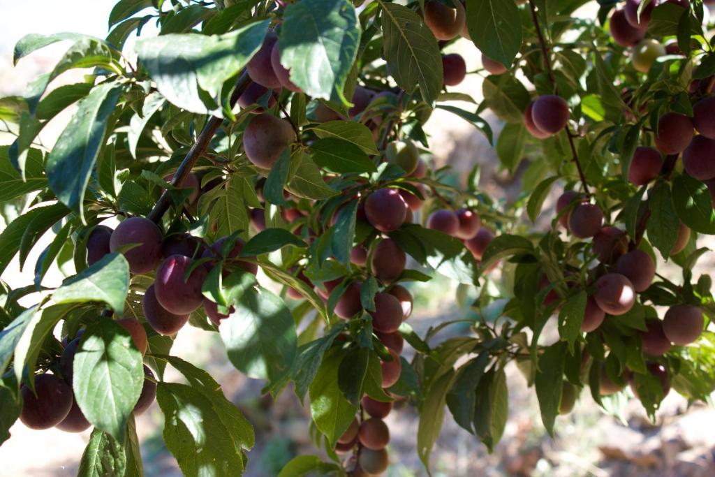 مبيت وإفطار تْشيفالو Mareblu المظهر الخارجي الصورة